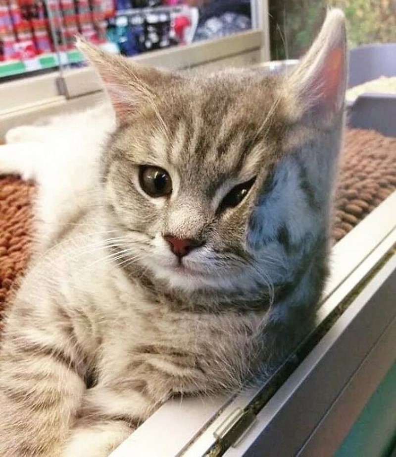 Kucing ikut belanja