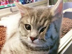 Kelakuan Kucing Kalau Ikut Belanja ke Supermarket