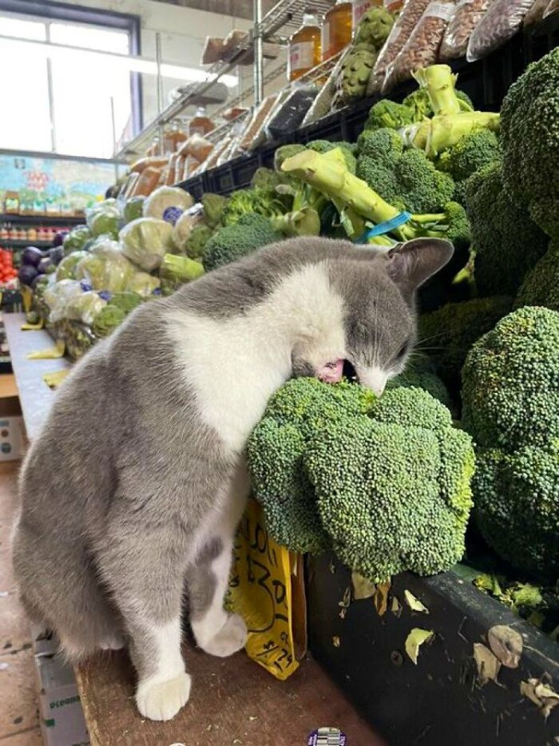 Kucing ikut belanja