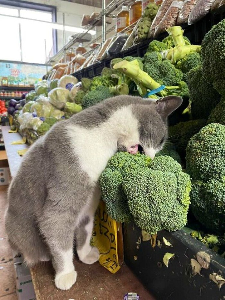 Kucing ikut belanja Kucing ikut belanja
