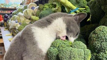 Foto: Bored Panda