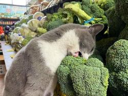 Kelakuan Kucing Kalau Ikut Belanja ke Supermarket