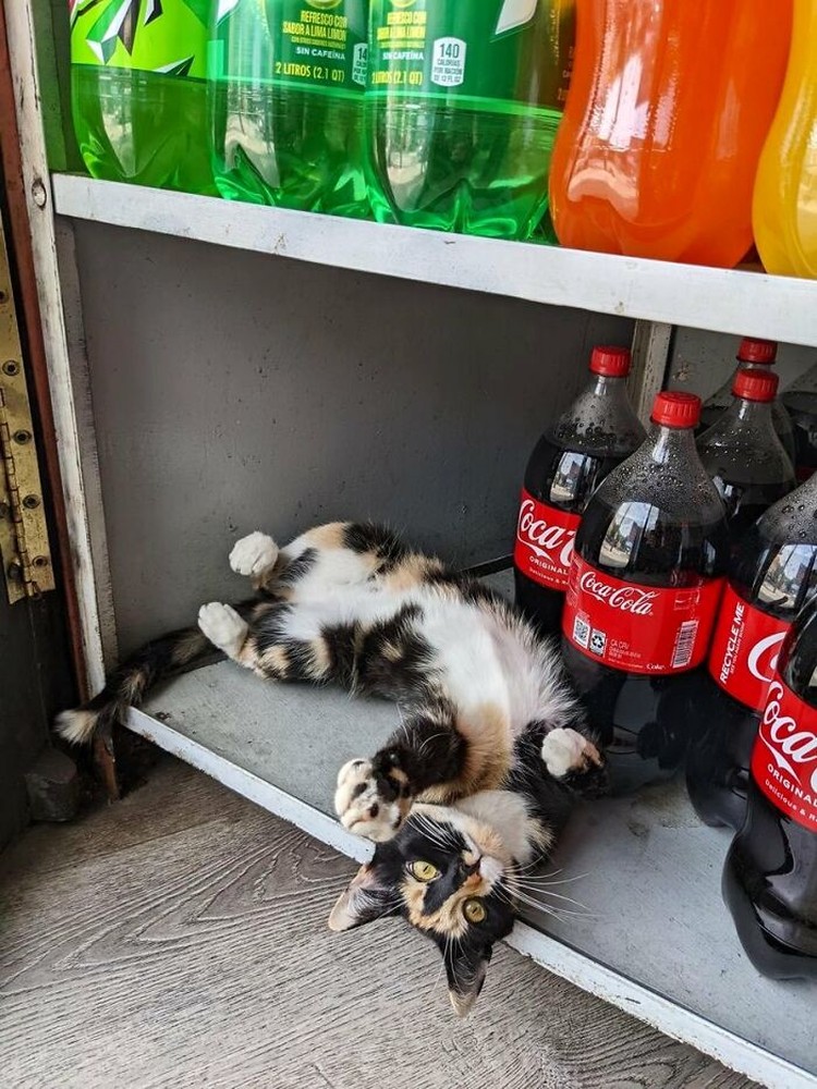 Kucing ikut belanja