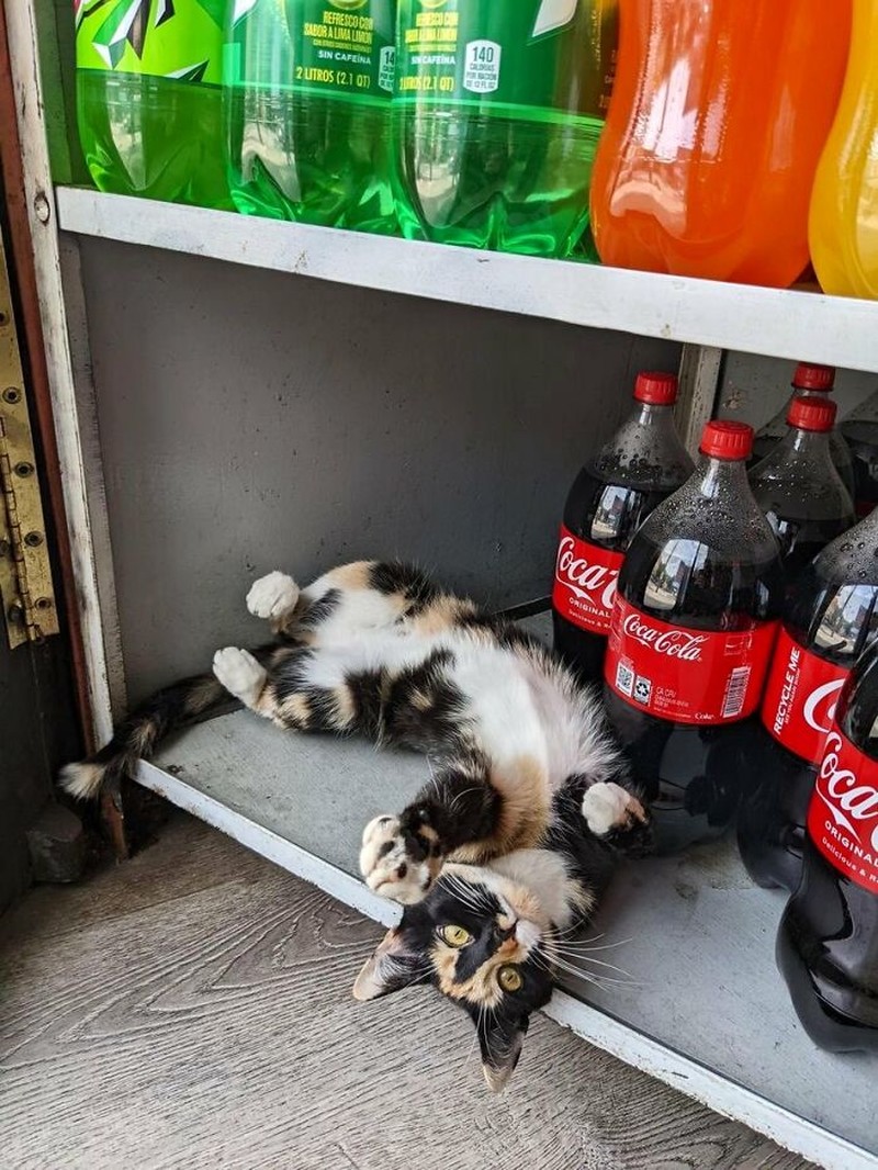 Kucing ikut belanja
