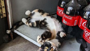 Foto: Bored Panda