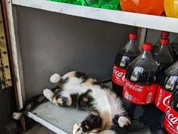 Kelakuan Kucing Kalau Ikut Belanja ke Supermarket