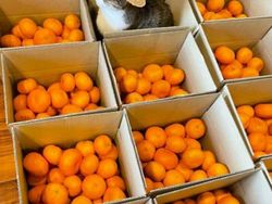 Kelakuan Kucing Kalau Ikut Belanja ke Supermarket