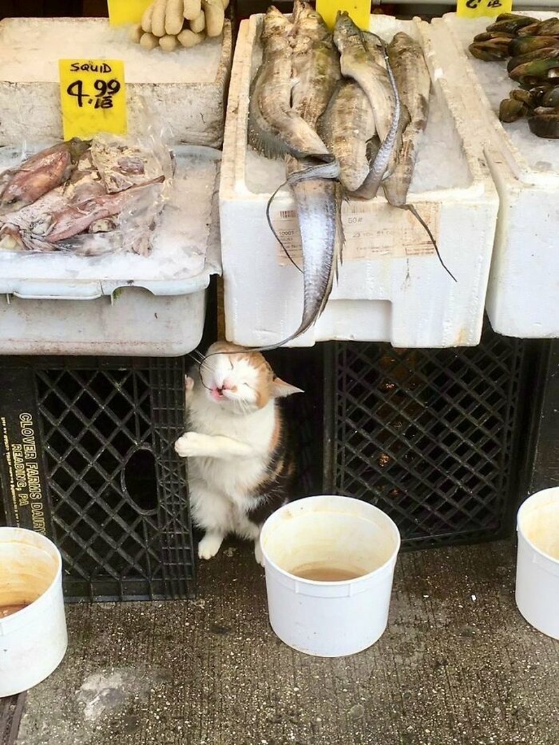 Kucing ikut belanja