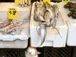 Kelakuan Kucing Kalau Ikut Belanja ke Supermarket