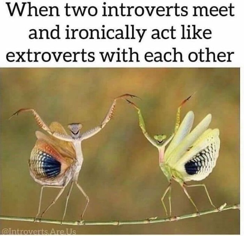 Meme introvert