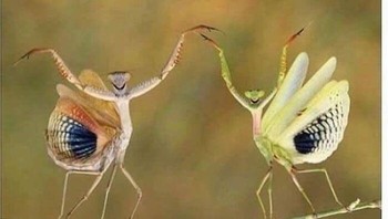 Tapi kalau introvert ketemu introvert, mereka sangat nyaman dan malah jadi ekstrovert yang seru. Foto: Bored Panda