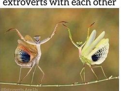 Meme Kocak Keseharian Orang Introvert