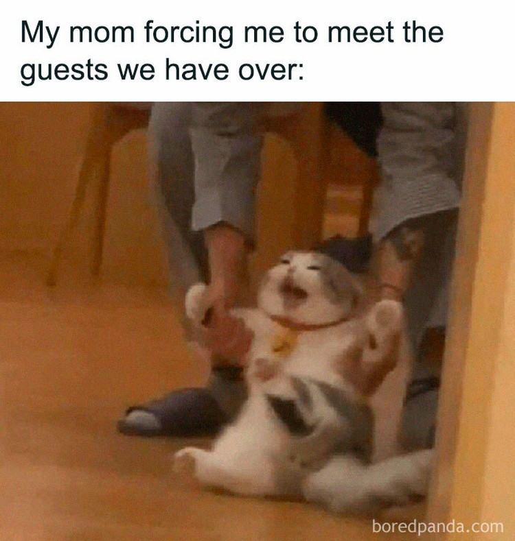 Meme introvert Meme introvert