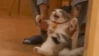 Disuruh ketemu tamu, duuhh malesnyaa... Foto: Bored Panda