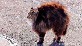 Merinding sendiri tiap disapa orang. Foto: Bored Panda