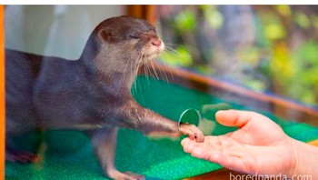 Tetap berusaha ramah walaupun ada batasan yang tidak bisa dielakkan. Foto: Bored Panda