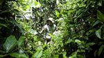 Mengenal Laskar Khusus Penjaga Si Cula Satu di Ujung Kulon