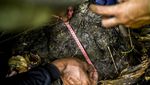 Mengenal Laskar Khusus Penjaga Si Cula Satu di Ujung Kulon