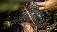 Lebatnya hutan dan ganasnya medan yang berlumpur tidak menyurutkan semangat para penjaga badak itu. Pejuangan tim akhirnya membuahkan hasil dengan ditemukannya jejak dua individu yang diduga anak beserta induknya di rumpang (area pakan badak) yang mengarah ke kamera jebak.