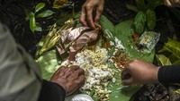 Berdasarkan data dari Kementerian Lingkungan Hidup melalui Balai Taman Nasional Ujung Kulon, sepanjang tahun 2021 ini terdapat kelahiran 4 ekor Badak Jawa dengan jenis kelamin dua betina dan dua jantan. Sehingga total populasi Badak Jawa menjadi sebanyak 75 ekor.