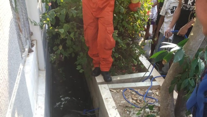 Seekor sapi seberat hampir 1 ton terperosok ke got depan rumah Wakil Presiden Maruf Amin di Koja, Jakarta Utara, Jumat (8/7). Sapi itu terlihat lemas setelah berhasil ditolong petugas Suku Dinas Penanggulangan Kebakaran dan Penyelamatan Jakarta Utara