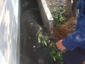 Sapi Kurban 1 Ton Patah Kaki Jatuh ke Got di Depan Rumah Wapres Maruf Amin