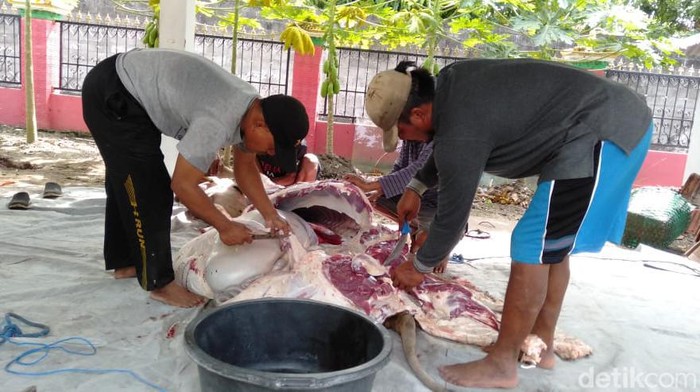 Suasana penyembelihan hewan kurban di Masjid Al Amna Jogodayoh, Kalurahan Sumbermulyo, Kapanewon Bambanglipuro, Kabupaten Bantul.
