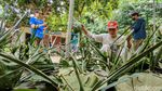 Daun Kelapa-Jati Jadi Pengganti Plastik Daging Kurban di Kulon Progo