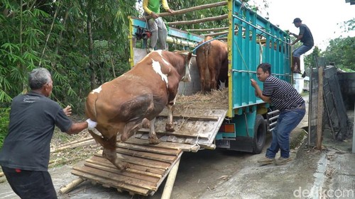 Sapi seberat 1 ton yang dibeli Presiden Jokowi untuk kurban di Solo.