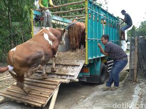 Jokowi Kurban 2 Sapi Berbobot 1 Ton di Solo