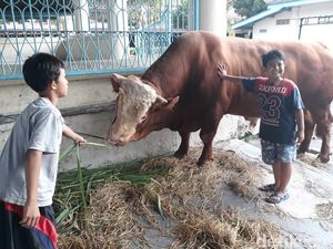 Sapi Kurban Kedua Jokowi Tiba di Masjid Agung Solo, Beratnya 1 Ton