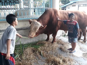 Sapi Kurban Kedua Jokowi Tiba di Masjid Agung Solo, Beratnya 1 Ton