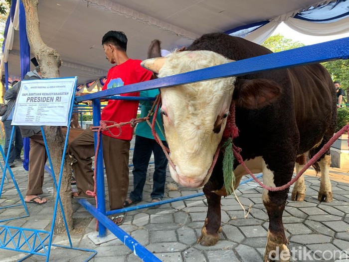 Sapi Jokowi bernama Slamet di Masjid Al Akbar Surabaya