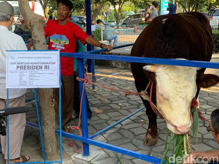 Sapi Jokowi bernama Slamet di Masjid Al Akbar Surabaya