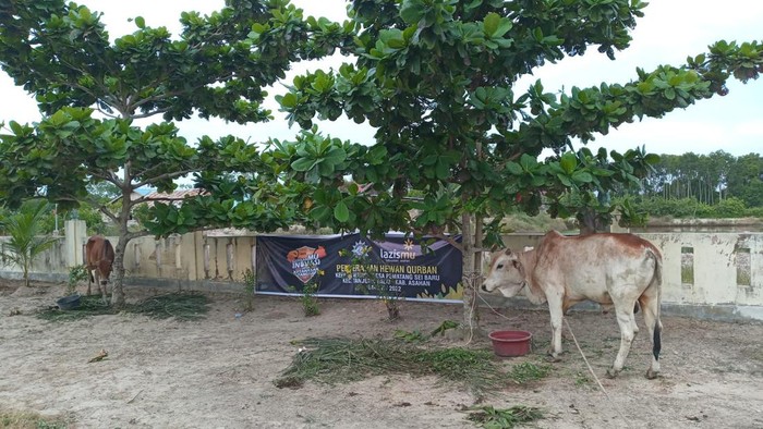 Sapi kurban di Asahan.