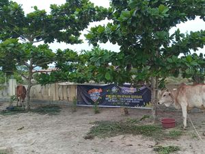 Muhammadiyah Asahan Sembelih 207 Ekor Hewan Kurban