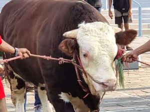Penampakan Sapi Kurban Jokowi Berbobot 1,15 Ton di Masjid Istiqlal
