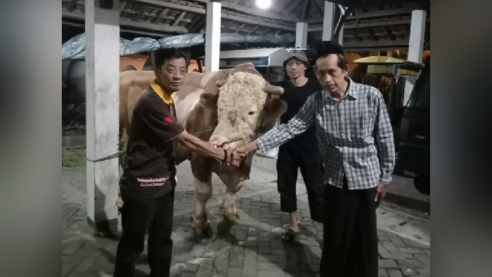 Sapi kurban Jokowi di Masjid Al-Wustho Solo