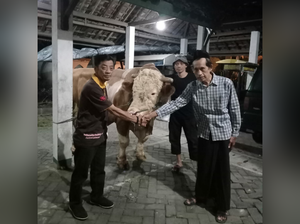 2 Sapi Kurban Jokowi Mulai Dikirim ke Solo, Disembelih Besok