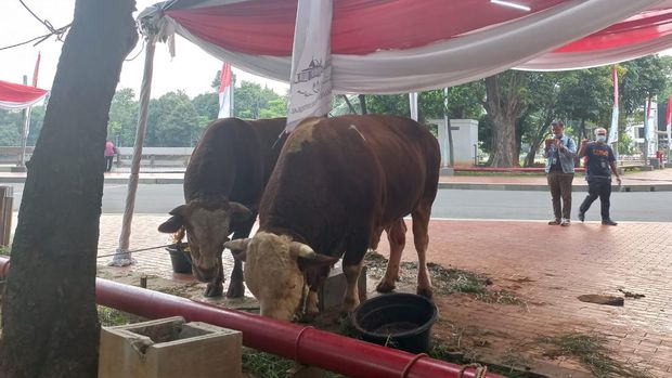 Sapi milik Presiden Jokowi (Kanan), dan sapi milik Wakil Presiden Ma'ruf Amin (Kiri) di Masjid Istiqlal.
