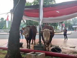 Jokowi Sumbang Sapi Kurban Seberat 1,15 Ton ke Masjid Istiqlal