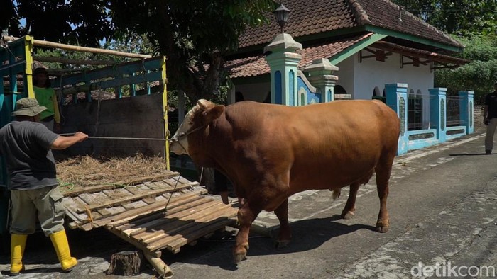 Sapi seberat 1 ton yang dibeli Presiden Jokowi untuk kurban di Solo.