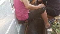 Diduga petugas yang membawa sapi kesulitan menurunkan hewan kurban milik salah seorang warga RW08 tersebut karena tidak membawa alat yang cukup. Sapi kaget hingga kemudian terperosok kebetulan di depan got rumah Wapres Maruf Amin. (dok Gulkarmat Jakut)