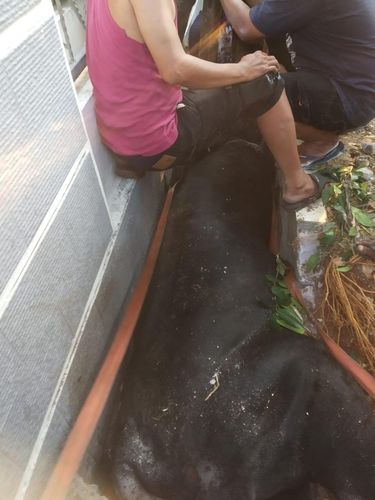 Seekor sapi terperosok di got depan rumah Wakil Presiden (Wapres) Ma'ruf Amin di Jakut. Berat sapi tersebut hampir 1 ton. (dok Gulkarmat Jakut)