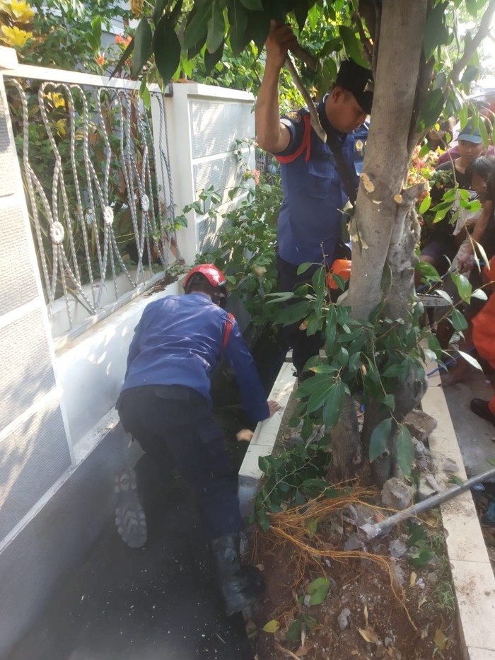 Seekor sapi terperosok di got depan rumah Wakil Presiden (Wapres) Ma'ruf Amin di Jakut. Berat sapi tersebut hampir 1 ton. (dok Gulkarmat Jakut) Seekor sapi terperosok di got depan rumah Wakil Presiden (Wapres) Ma'ruf Amin di Jakut. Berat sapi tersebut hampir 1 ton. (dok Gulkarmat Jakut)