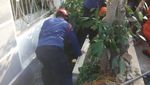 Potret Evakuasi Sapi 1 Ton Terperosok Got di Depan Rumah Wapres