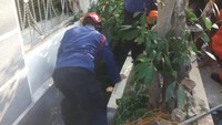 Warga mengatakan sapi tersebut diturunkan di depan rumah Maruf Amin untuk memberi jarak ke Musala Baitul Huda agar tak jauh dari sana. (dok Gulkarmat Jakut)