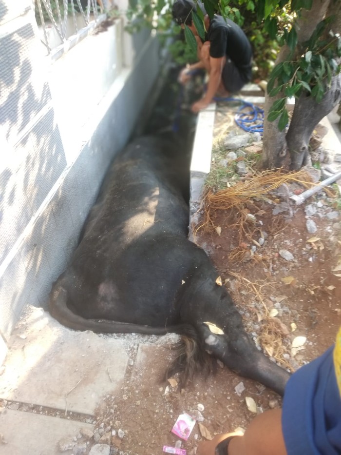 Seekor sapi terperosok di got depan rumah Wakil Presiden (Wapres) Ma'ruf Amin di Jakut. Berat sapi tersebut hampir 1 ton. (dok Gulkarmat Jakut)
