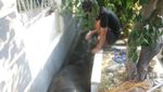 Potret Evakuasi Sapi 1 Ton Terperosok Got di Depan Rumah Wapres