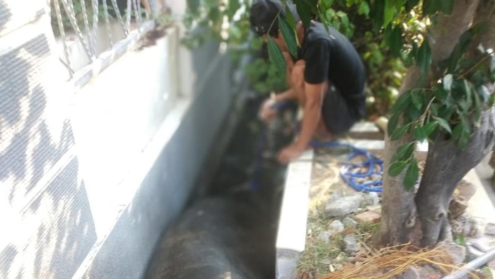 Seekor sapi terperosok di got depan rumah Wakil Presiden (Wapres) Maruf Amin di Jakut. Berat sapi tersebut hampir 1 ton. (dok Gulkarmat Jakut)